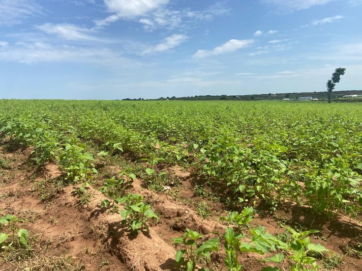 Agricultural Finance for Farmers